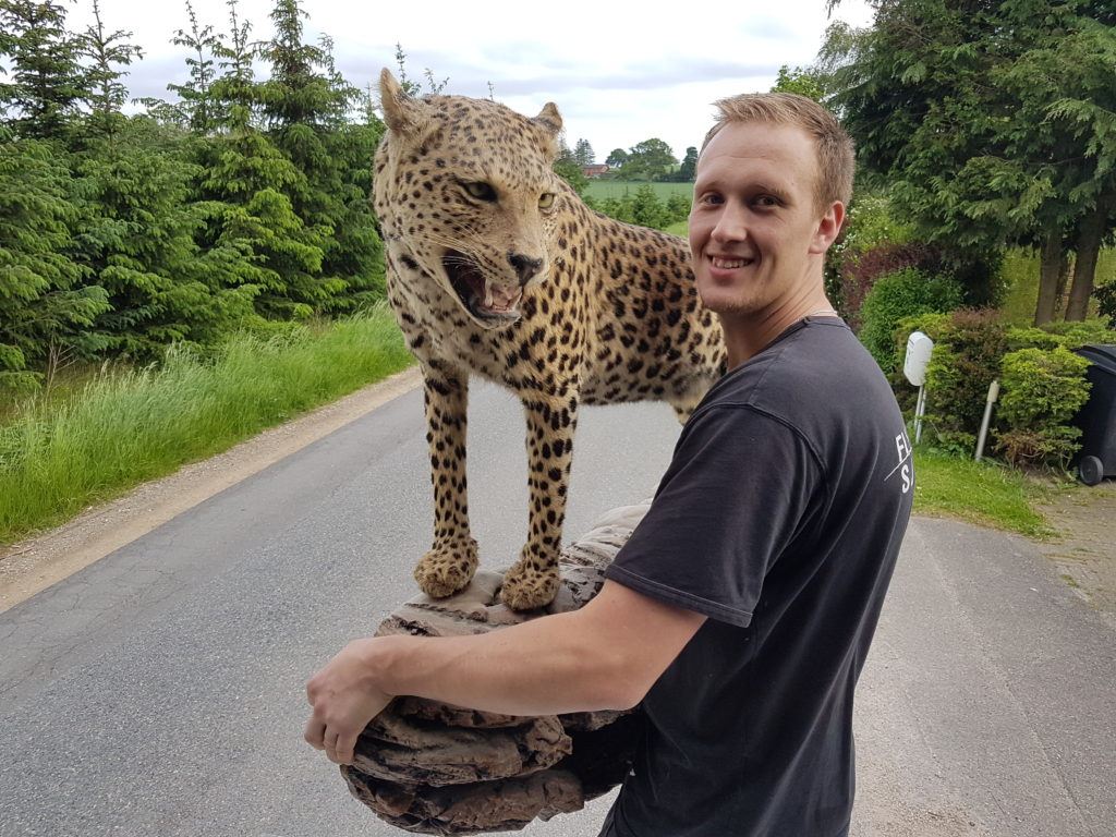 Flyttemand fra Flyttefirma Sjælland med en udstoppet leopard.